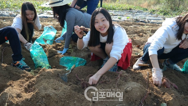 김포시 농업기술센터에서 마련에준 텃밭에서 도심에 있는 초등학생들의 직접 심었던 고구마를 수확, 심봤다는 외치고 있다.(사진=시 농기센터)