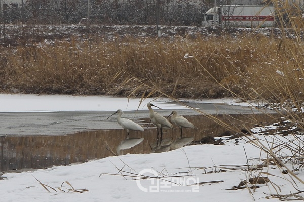 천연기념물로 지정되어 있는 멸종위기인 노랑부리저어새 4마리가 김포한강야생조류생태공원 습지원에서 포착됐다.(사진=김포시 공원관리과)
