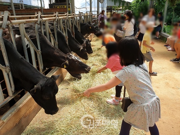 김포시 드림스타드에서 떠난 목장체험에서 아이들이 직접 젖소 여물을 먹이고 있다.(사진=김포시청)