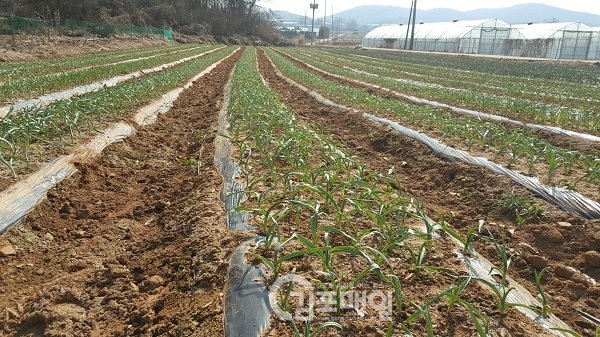 김포시 원예작물 피해예방을 하고 있는 마늘재배 농가(사진=농업기술센터)