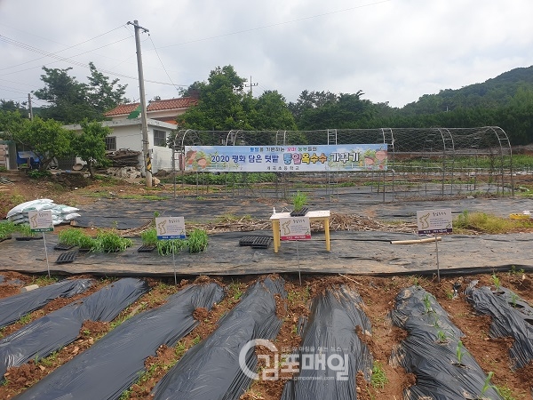 김포 개곡초등학교 학생들이 통일옥수수를 심어 둔 텃밭.(사진=개곡초등학교)