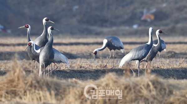 재두리미 무리가 김포 홍도평야 농지에 내려앉아 먹이를 쫒아 먹고 있다.(사진=한국야생조류보호협회)